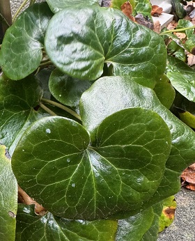 Asarum europaeum